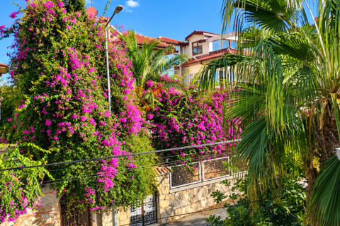 Wohnung in Alanya, Antalya, Türkei Nr. 238477 - 19