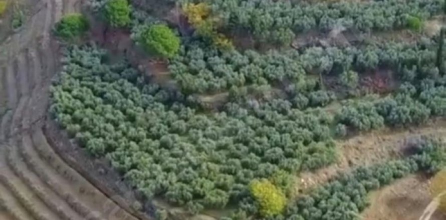 Land  in Selcuk, Izmir, Türkei Nr. 223246