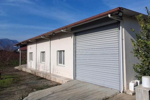 Tom i Selcuk, Izmir, Tyrkiet Nr. 223234 - 18