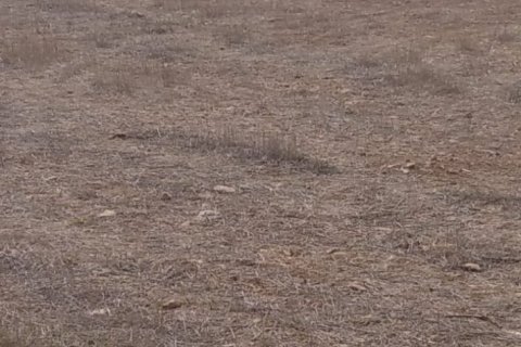 Land plot for sale  in Lefkosa, Lefkosha, Northern Cyprus, 9526m2, No. 104336 – photo 3
