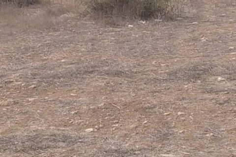 Land plot for sale  in Lefkosa, Lefkosha, Northern Cyprus, 9526m2, No. 104336 – photo 2