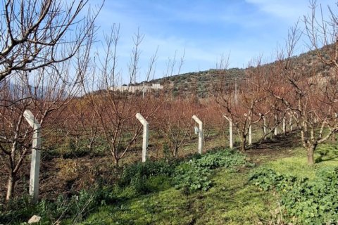 Tom i Selcuk, Izmir, Tyrkiet Nr. 223234 - 22