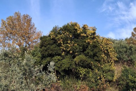 5380м2 в Сельчуке, Измир, Турция №223248