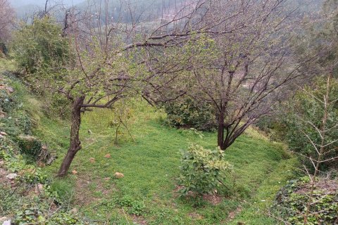 Tom i Oba, Antalya, Tyrkiet Nr. 96732 - 6