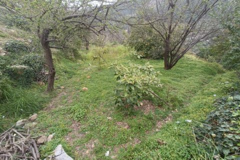 Tom i Oba, Antalya, Tyrkiet Nr. 96732 - 7
