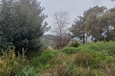 Tom i Oba, Antalya, Tyrkiet Nr. 96732 - 2