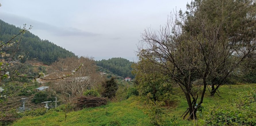 Tom i Oba, Antalya, Tyrkiet Nr. 96732