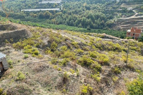 Land  in Kargicak, Alanya, Antalya, Türkei Nr. 93507