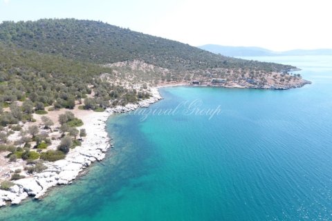 Tom  i Bodrum, Mugla, Tyrkiet Nr. 221221 - 4