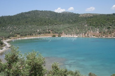 Tom  i Bodrum, Mugla, Tyrkiet Nr. 221221 - 2