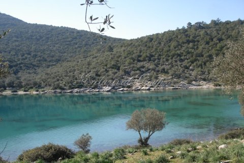 Tom  i Bodrum, Mugla, Tyrkiet Nr. 221221 - 5