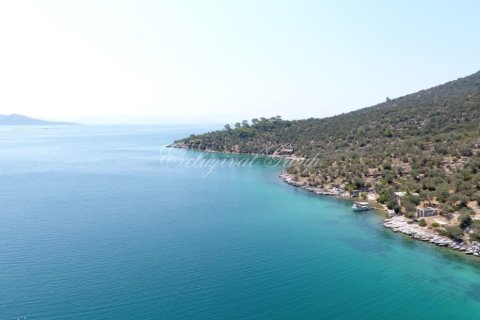 Tom  i Bodrum, Mugla, Tyrkiet Nr. 221221 - 3