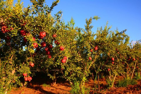 Land plot  in Antalya, Turkey No. 135551