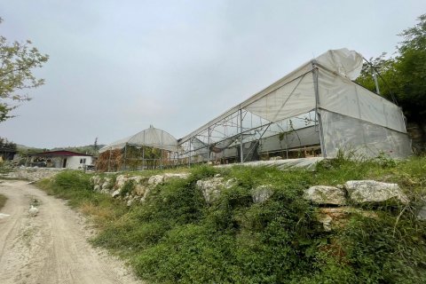 Tom  i Mersin, Tyrkiet Nr. 168478 - 4