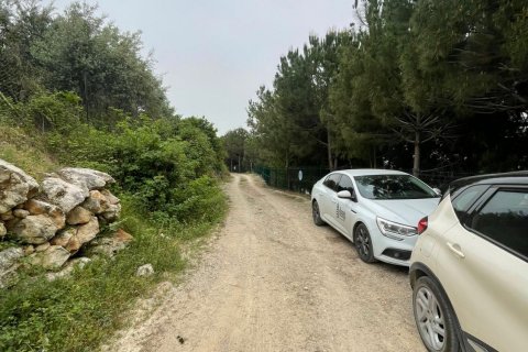 Tom  i Mersin, Tyrkiet Nr. 168478 - 2