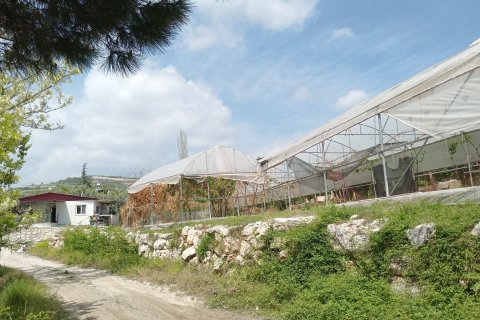 Tom  i Mersin, Tyrkiet Nr. 168478 - 19