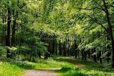 Land plot  in Bodrum, Mugla, Turkey No. 179062
