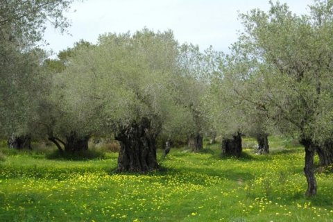 Tom  i Didim, Aydin, Tyrkiet Nr. 178932 - 4