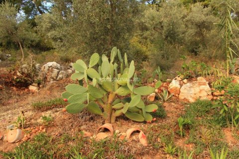 Tom  i Gökova, Mugla, Tyrkiet Nr. 178931 - 3