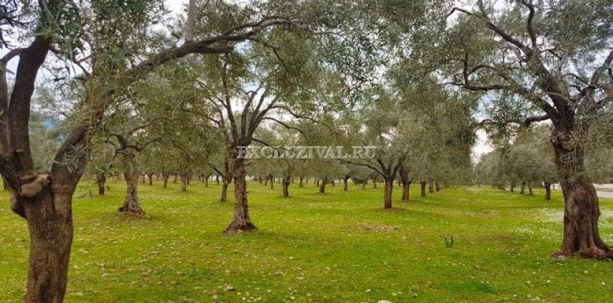 Tömma i Didim, Aydin, Turkiet Nr. 178938